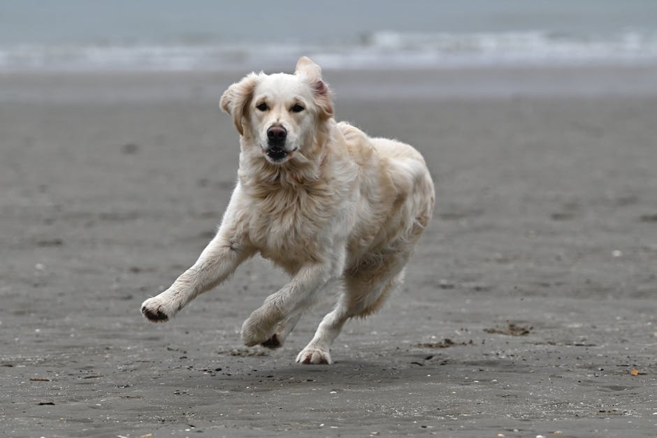 Energetic golden retriever puppy running on a sandy beach shore.